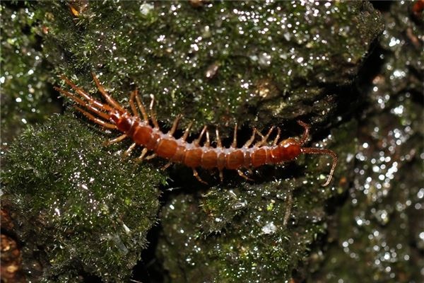 Dreaming of being bitten by a centipede