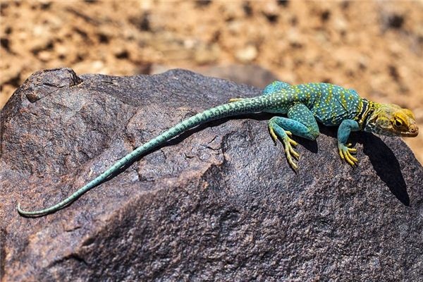 What does it mean to dream of a dead lizard?