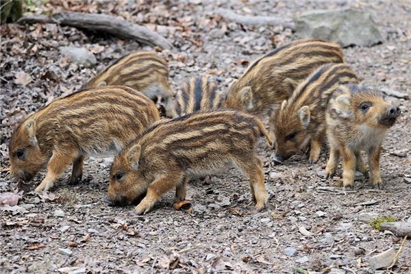 What does it mean to dream of piglets nursing? What does it mean to dream of piglets nursing?