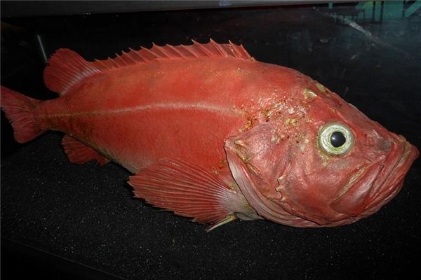 What does it mean to dream of red fish? What does it mean to dream of red fish?