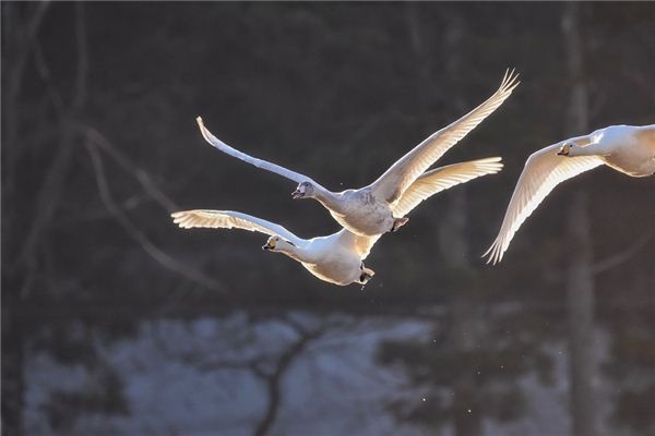 I dreamed of swans flying in the air.