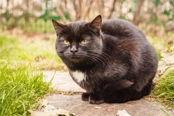 I dreamed of a black cat covered in blood.