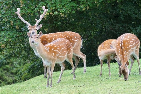 What does it mean to dream of a sika deer? What does it mean to dream of a sika deer?