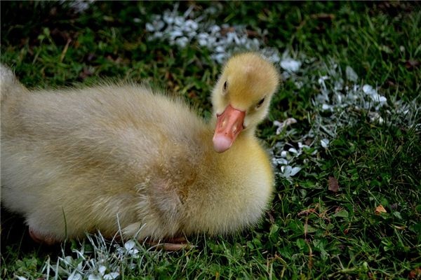 Dreaming of poultry or animals you raise yourself