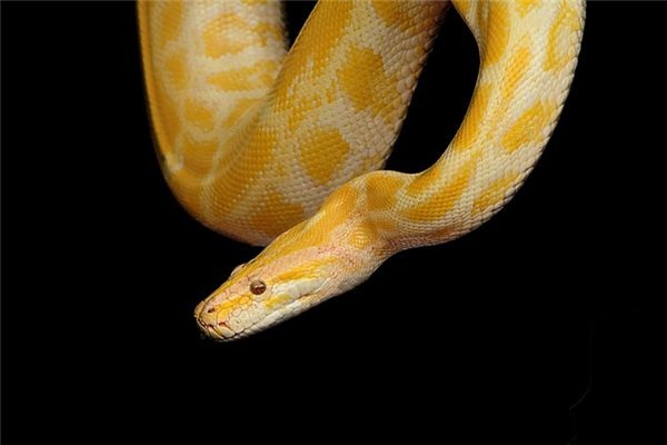 What does it mean to dream of a yellow snake?