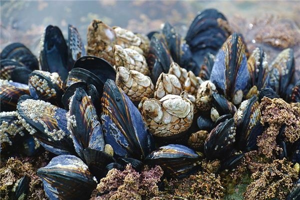 What does it mean to dream of river clams? What does it mean to dream of river clams?