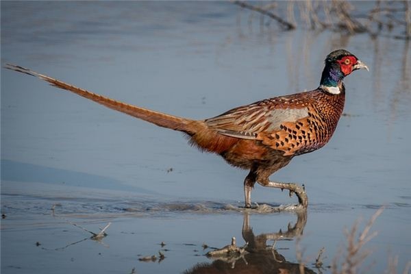 What does it mean to dream of pheasants? What does it mean to dream of pheasants?
