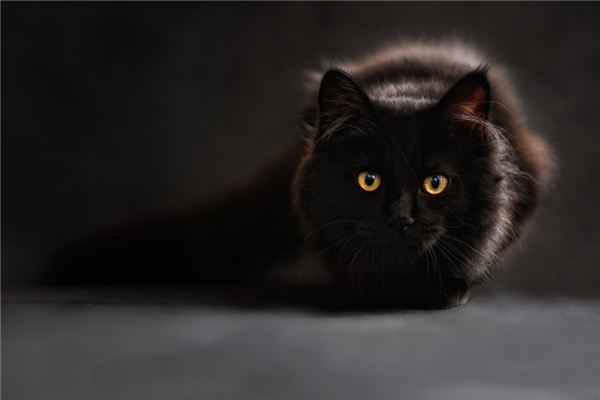 What does it mean to dream of a black cat? What does it mean to dream of a black cat?
