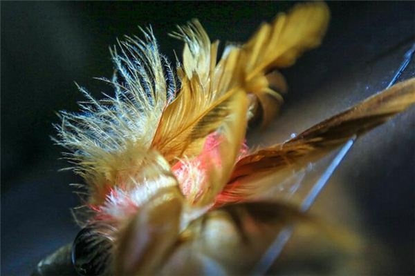 What does it mean to dream of chicken feathers? What does it mean to dream of chicken feathers?