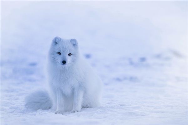 What does it mean to dream of wild animals? What does it mean to dream of wild animals?