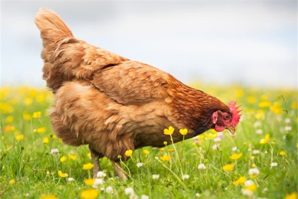 Dreaming of buying chickens, selling chickens, and holding chickens