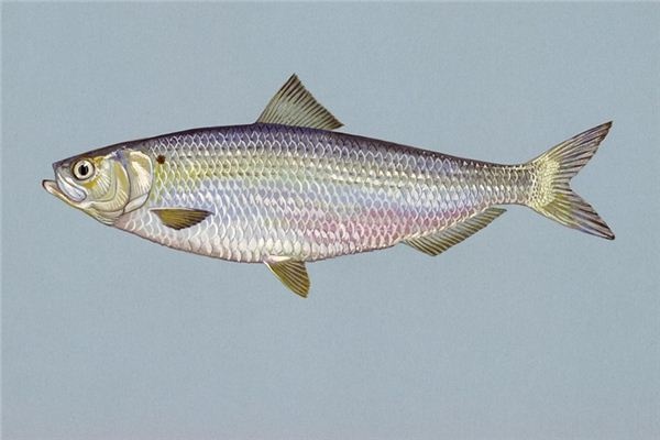 What does it mean to dream of herring? What does it mean to dream of herring?