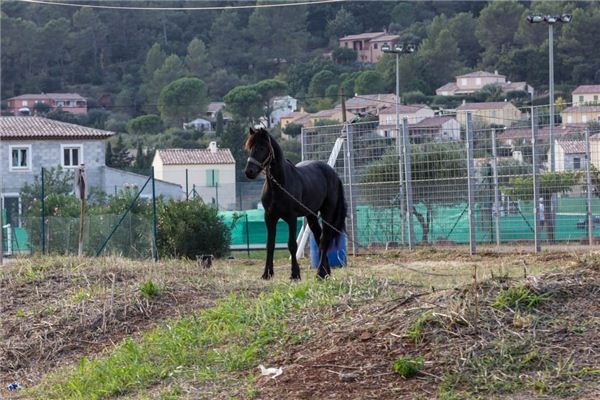 I dreamed of a horse tied up in the yard.