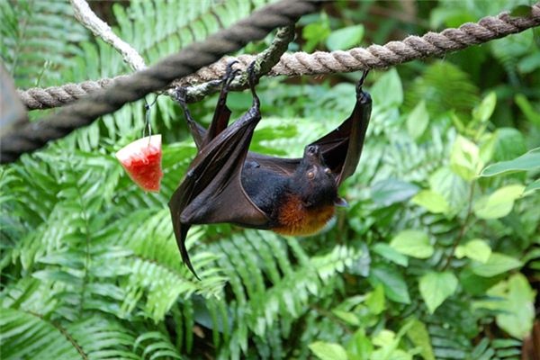 Dreaming of bats