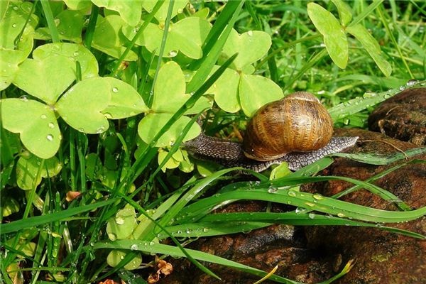 What does it mean to dream of snails? What does it mean to dream of snails?