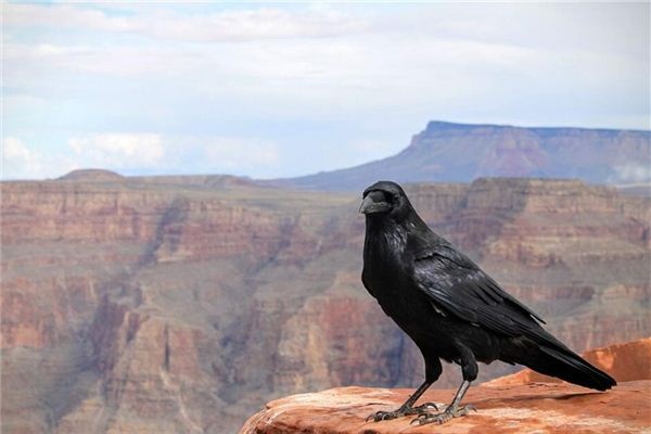Dreaming of crows and magpies