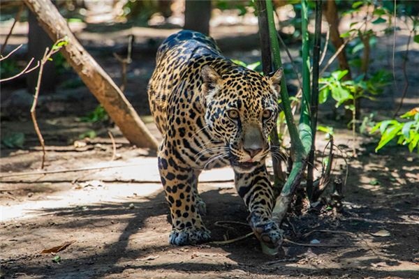 What does it mean to dream of a leopard?