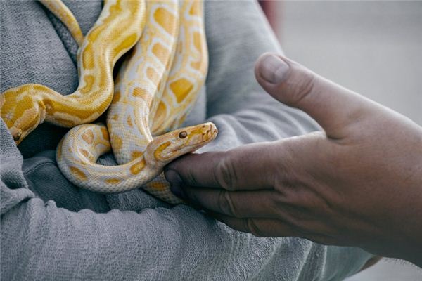 What does it mean to dream of a python? What does it mean to dream of a python?