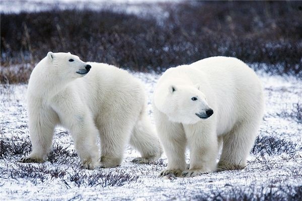 What does it mean to dream of a polar bear? What does it mean to dream of a polar bear?