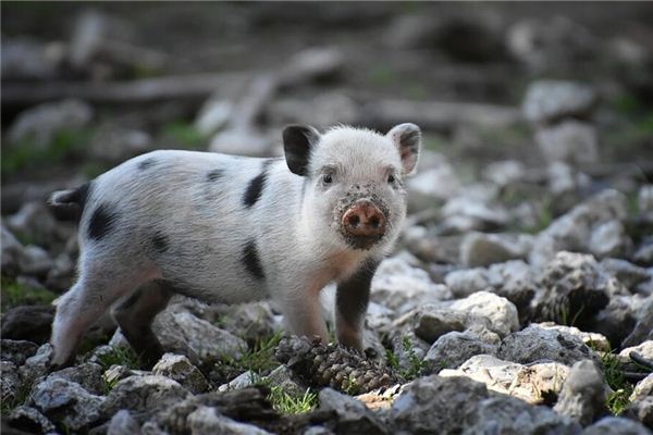 Dreaming of playing with pigs