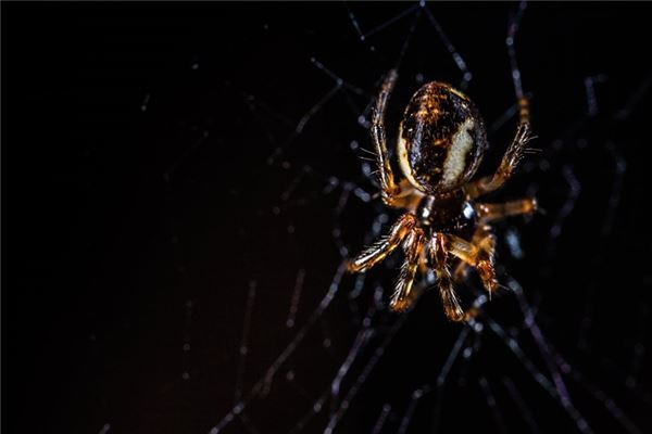 What does it mean to dream of a black spider? What does it mean to dream of a black spider?