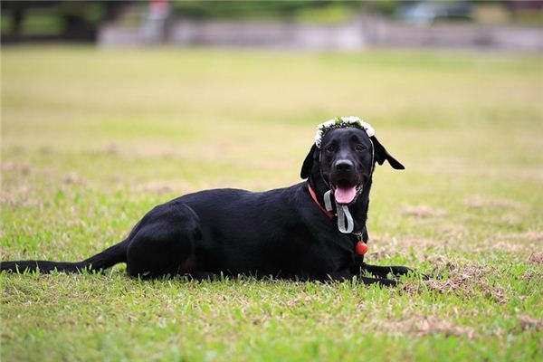 What does it mean to dream of a black dog? What does it mean to dream of a black dog?