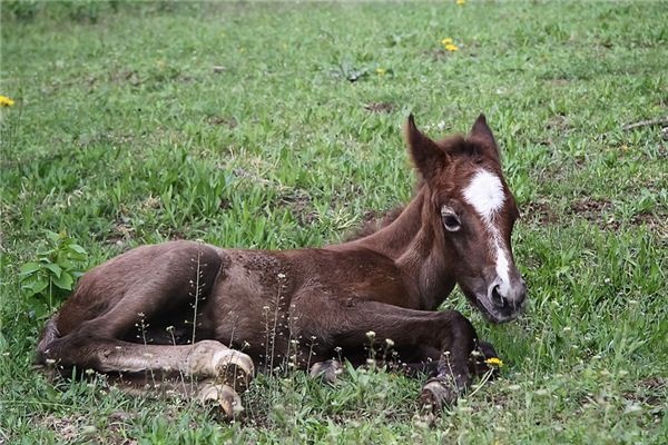 What does it mean to dream of a foal? What does it mean to dream of a foal?