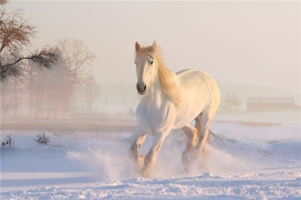 What does it mean to dream of an injured horse? What does it mean to dream of an injured horse?