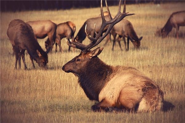 What does it mean to dream of a bull? What does it mean to dream of a bull?