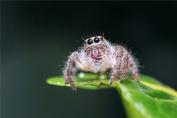 What does it mean to dream of a poisonous spider? What does it mean to dream of a poisonous spider?
