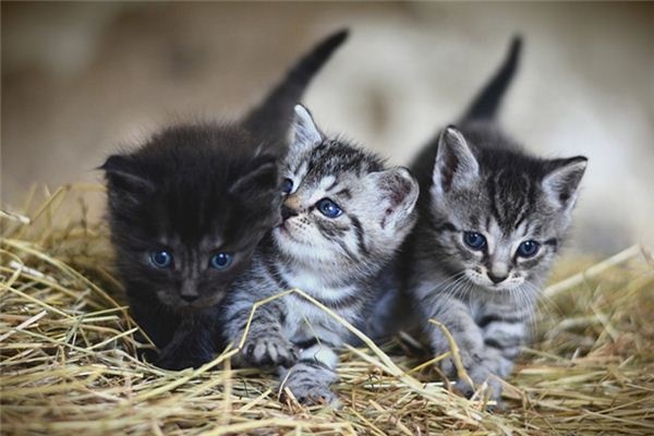 What does it mean to dream of a cat giving birth to kittens? What does it mean to dream of a cat giving birth to kittens?