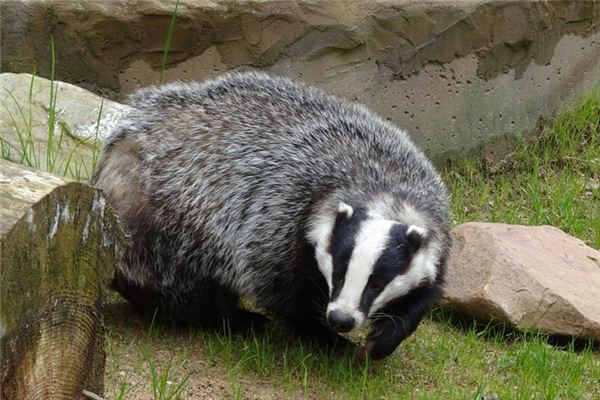 What does it mean to dream of a badger?