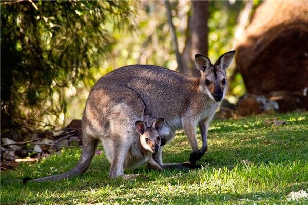 What does it mean to dream of kangaroos? What does it mean to dream of kangaroos?