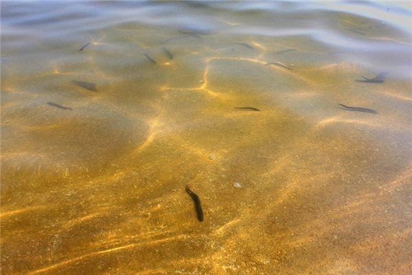What does it mean to dream of loach? What does it mean to dream of loach?