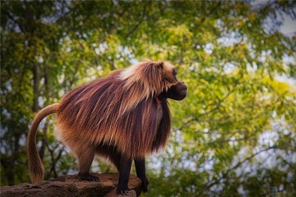 What does it mean to dream of baboons? What does it mean to dream of baboons?