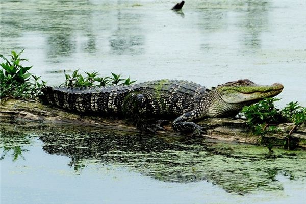 What does it mean to dream of an alligator? What does it mean to dream of an alligator?