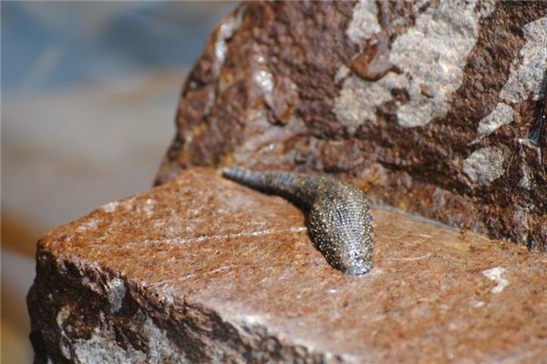 What does it mean to dream of leeches? What does it mean to dream of leeches?