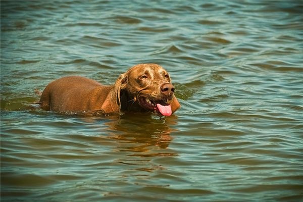 What does it mean to dream of a dog swimming? What does it mean to dream of a dog swimming?