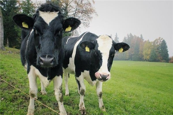 I dreamed of two cows fighting.