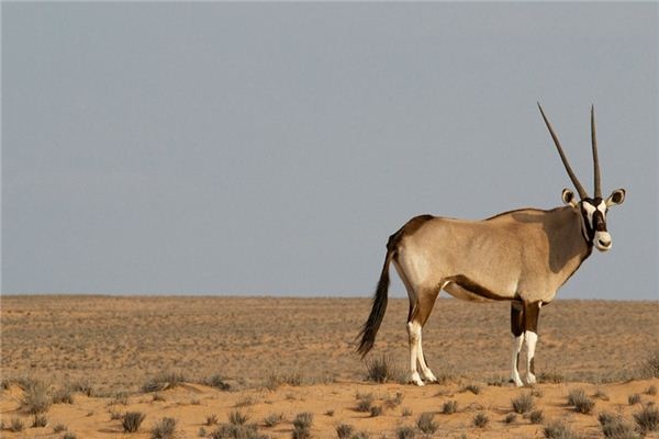 What does it mean to dream of Tibetan antelopes? What does it mean to dream of Tibetan antelopes?