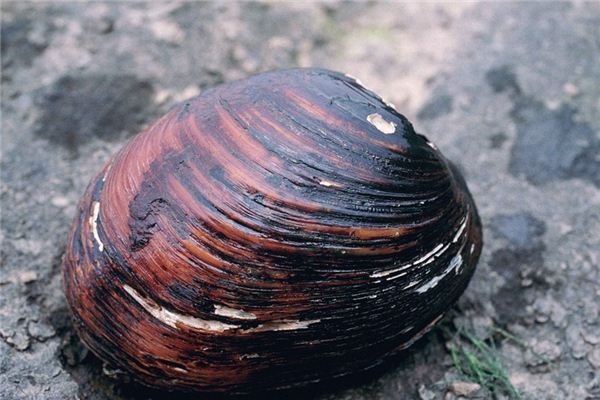 What does it mean to dream of clams? What does it mean to dream of clams?