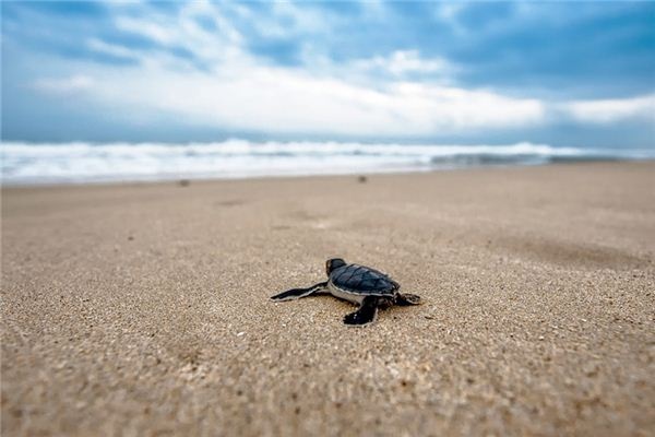 What does it mean to dream of reptiles? What does it mean to dream of reptiles?