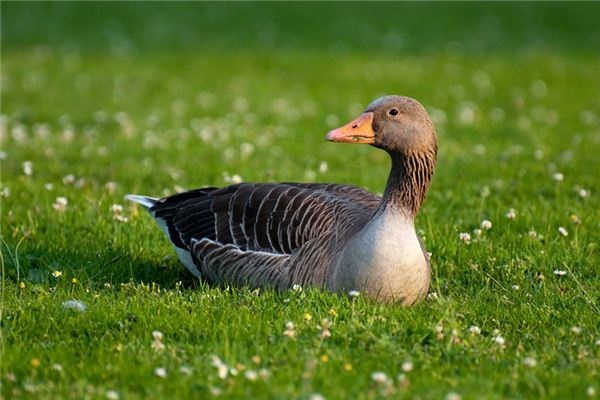 What does it mean to dream of geese and ducks? What does it mean to dream of geese and ducks?