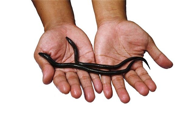 What does it mean to dream of eels? What does it mean to dream of eels?
