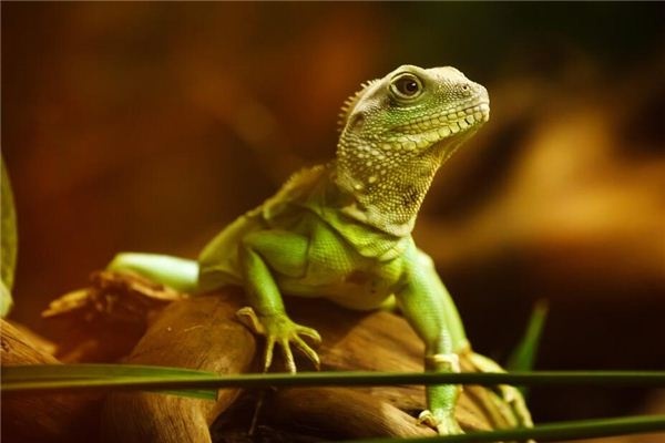 I dreamed of lizards crawling.