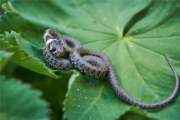 Dreaming of a snake entering your body