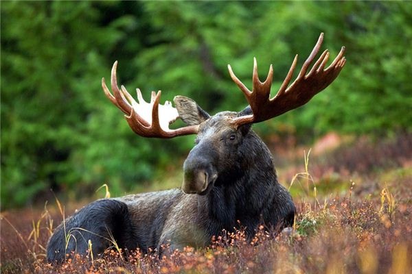 What does it mean to dream of deer antlers? What does it mean to dream of deer antlers?