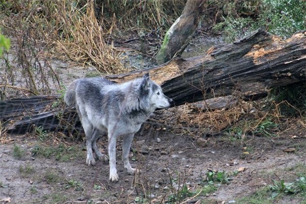 I dreamt that jackals were chasing my friend.