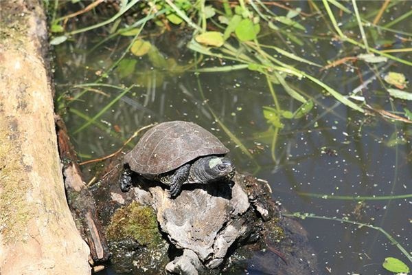 What does it mean to dream of turtles and tortoises? What does it mean to dream of turtles and tortoises?
