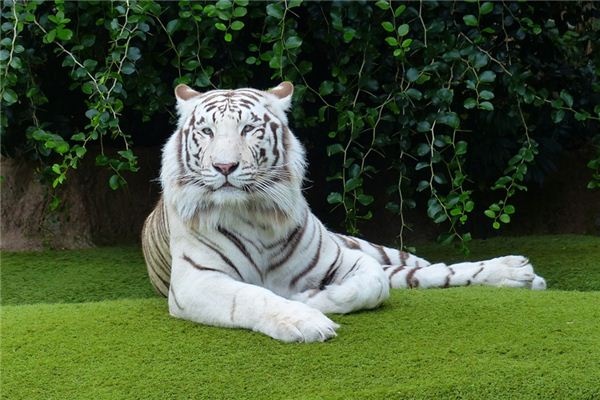 What does it mean to dream of a white tiger? What does it mean to dream of a white tiger?